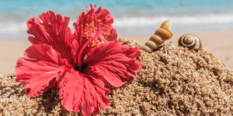 A single hibiscus flower resting gently on sand, symbolising softness, surrender, and the beauty of release.