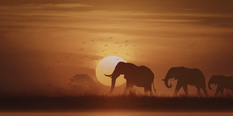 Three elephants walking together at sunset, symbolising intuition, matriarch strength, and collective feminine wisdom